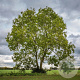 Fraxinus e. 'Westhof's Glorie' 25-30 HO draadkluit