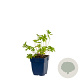 Geranium 'Brookside' GM  P11