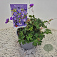 Geranium Rozanne 10-15 cm 2,5L