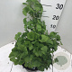 Ginkgo bil. 'Mariken' 30-40 cm 5,0L