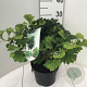 Ginkgo bil. 'Mariken' 30-40 cm 5,0L