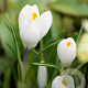 Crocus 'Jeanne D'Arc' verpakt per 100