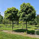 Gleditsia triac. 'Elegantissima' 30-35 HO draadkluit