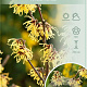 Hamamelis int. 'Arnold Promise' 40-50 cm 7,5L