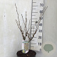 Hamamelis int. 'Arnold Promise' 40-50 cm 7,5L