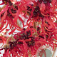 Hamamelis int. 'Diane' 50-60 cm 7,5L