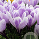 Crocus 'King of the Striped' verpakt per 100