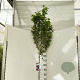 Hibiscus syr. 'Ardens' 120 cm stam 7,5L