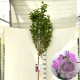 Hibiscus syr. 'Ardens' 120 cm stam 7,5L