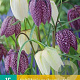 Fritillaria meleagris 5 cm verpakt per 100