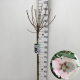 Hibiscus syr. 'Hamabo' 120 cm stam 7,5L