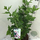 Hibiscus syr. 'Hamabo' 50-60 cm 7,5L