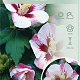Hibiscus syr. 'Hamabo' 50-60 cm 7,5L