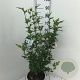 Hibiscus syr. 'Hamabo' 60-80 cm 7,5L
