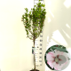 Hibiscus syr. 'Hamabo' 60 cm stam 7,5L