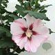 Hibiscus syr. 'Hamabo' 80 cm stam 7,5L