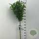 Hibiscus syr. 'Hamabo' 80 cm stam 7,5L