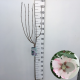 Hibiscus syr. 'Hamabo' 80 cm stam 7,5L