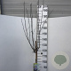 Hibiscus syr. 'Marina' 120 cm stam 7,5L