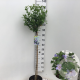 Hibiscus syr. 'Marina' 90 cm stam 7,5L