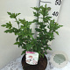 Hibiscus syr. 'Monstrosus' 40-50 cm 7,5L