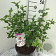 Hibiscus syr. 'Monstrosus' 40-50 cm 7,5L
