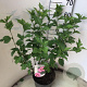 Hibiscus syr. Pink Giant 50-60 cm 7,5L