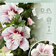 Hibiscus syr. Starburst Chiffon 60-80 cm 7,5L