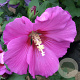 Hibiscus syr. 'Woodbridge' 90 cm stam 7,5L