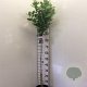 Hibiscus syr. 'Woodbridge' 90 cm stam 7,5L