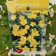 Hypericum 'Hidcote' 25-30 cm 2,5L