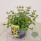Hypericum 'Hidcote' 25-30 cm 2,5L