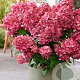 Hydrangea pan. Bonfire 90 cm stam 7,5L