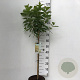 Hydrangea pan. 'Limelight' 60 cm stam 7,5L