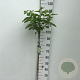 Hydrangea pan. Skyfall 90 cm stam 7,5L