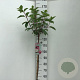Hydrangea pan. Vanille-Fraise 120 cm stam 7,5L