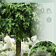 Liquidambar s. 'Gum Ball' 120 cm stam 10L