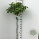 Liquidambar s. 'Gum Ball' 120 cm stam 10L