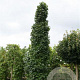 Liquidambar s. 'Simone' 30-35 HO draadkluit