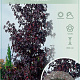 Liquidambar s. 'Worplesdon' 200-225 cm 15L