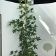 Liquidambar s. 'Worplesdon' 200-225 cm 15L