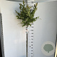Magnolia stellata 120 cm stam 10L