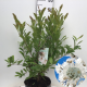 Magnolia stellata 60-80 cm 12L