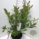 Magnolia stellata 60-80 cm 12L