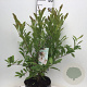 Magnolia stellata 60-80 cm 12L