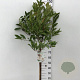 Magnolia stellata 70 cm stam 7,5L