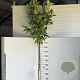 Magnolia 'Susan' 180 cm stam 12L