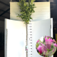 Magnolia 'Susan' 180 cm stam 12L