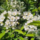 Malus toringo sargentii 100-125 cm 45L najaarspotting