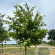 Ostrya japonica 14-16 HO draadkluit